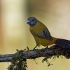 Tangara zpevna - Ramphocelus passerinii - Scarlet-rumped Tanager o3973